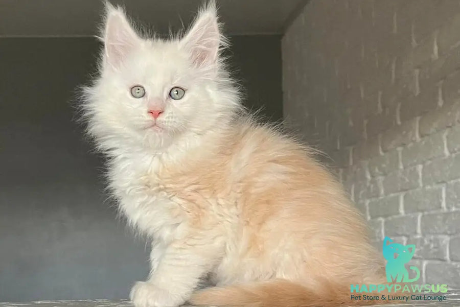 Yolter Maine Coon male red silver tabby - live animals