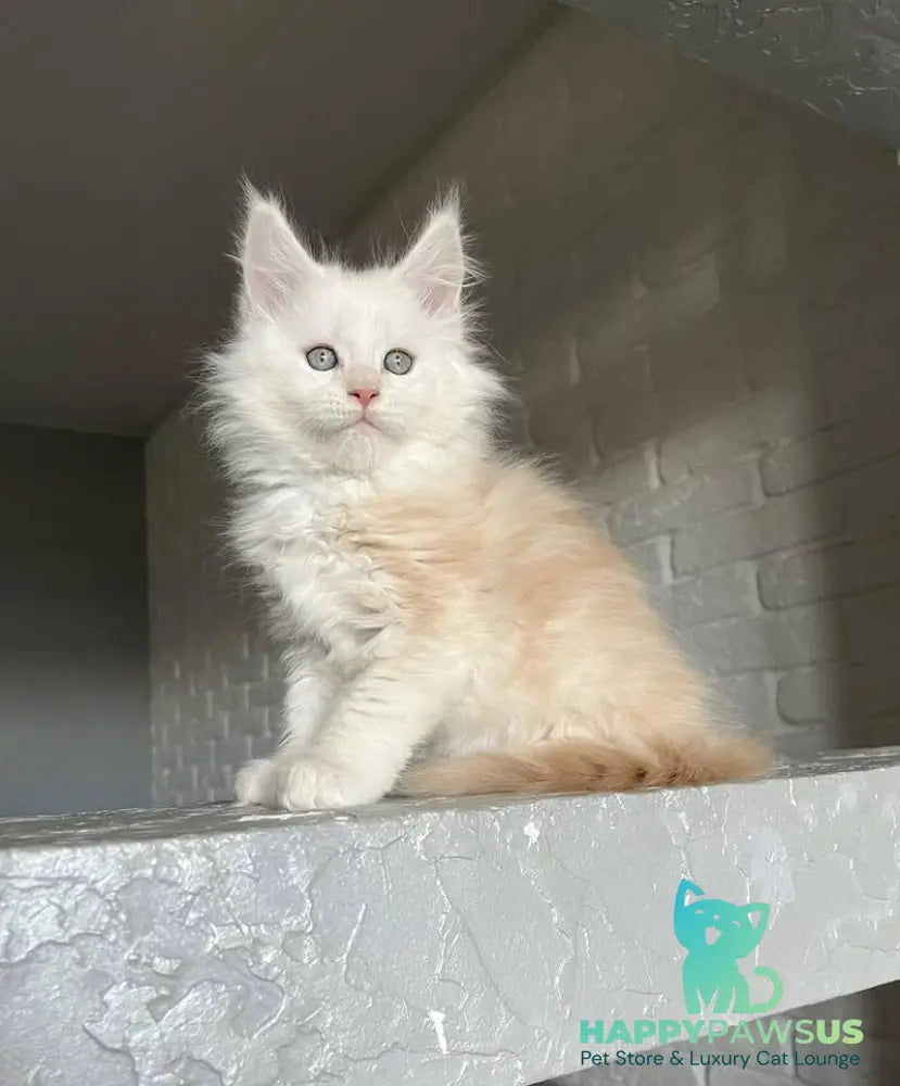 Yolter Maine Coon male red silver tabby - live animals