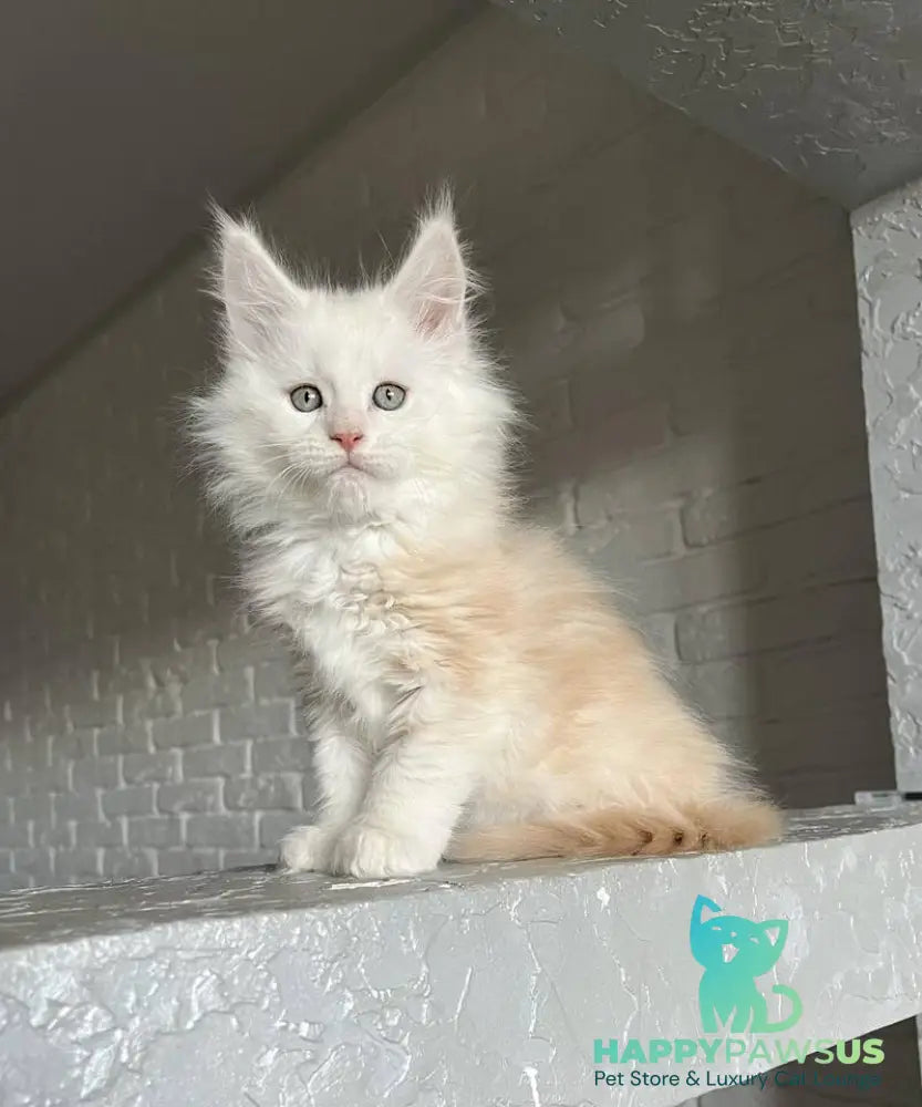 Yolter Maine Coon male red silver tabby - live animals