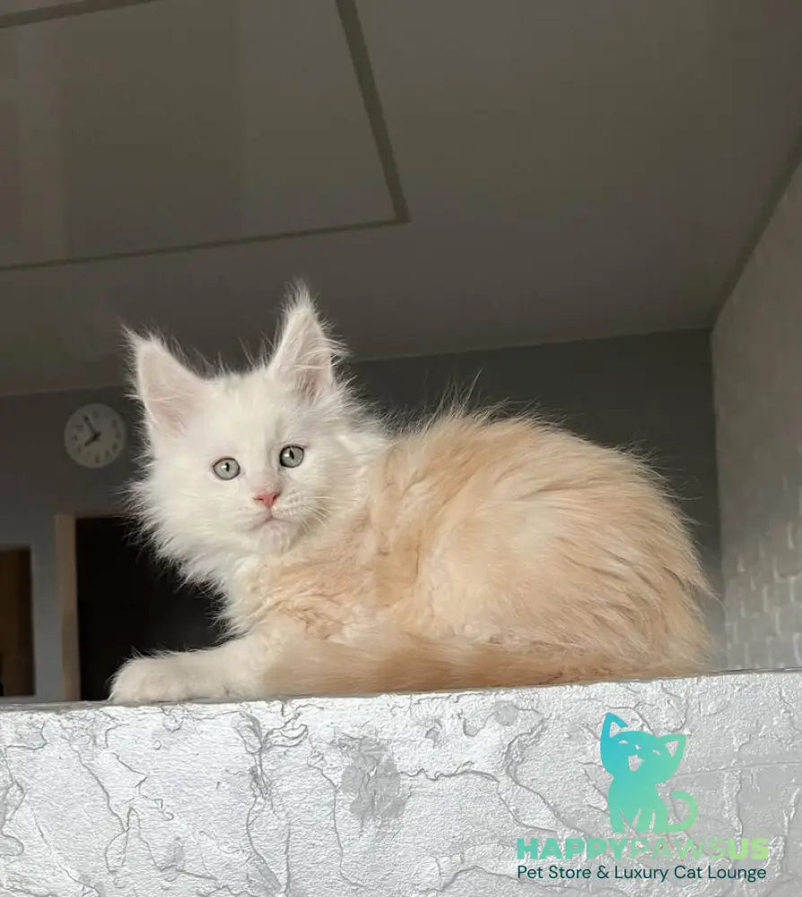 Yolter Maine Coon male red silver tabby - live animals