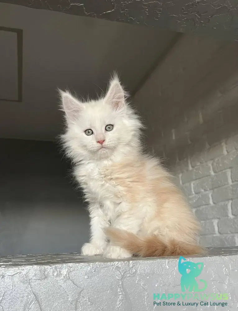 Yolter Maine Coon male red silver tabby - live animals