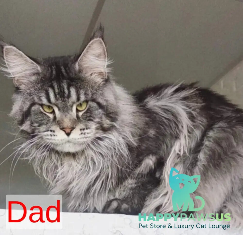 Yolter Maine Coon male red silver tabby - live animals