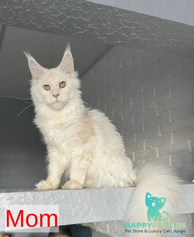 Yolter Maine Coon male red silver tabby - live animals