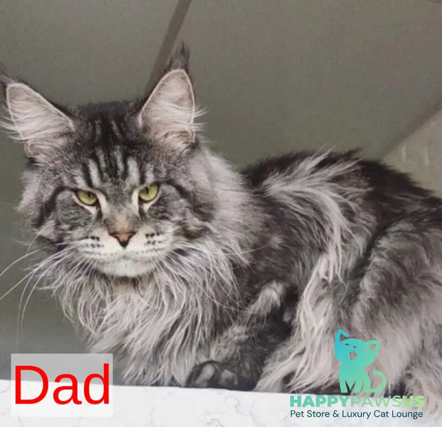Yolter Maine Coon male red silver tabby - live animals