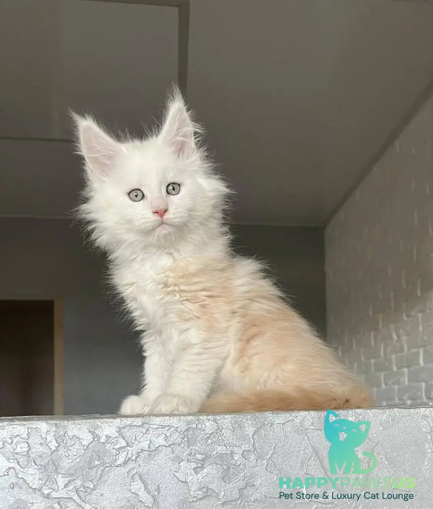 Yolter Maine Coon male red silver tabby - live animals