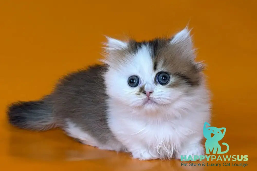 Yomar Munchkin male black golden ticked tabby - live animals