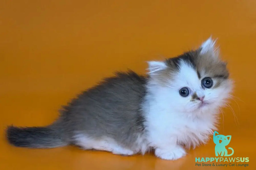 Yomar Munchkin male black golden ticked tabby - live animals