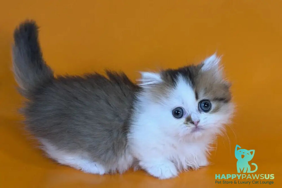 Yomar Munchkin male black golden ticked tabby - live animals