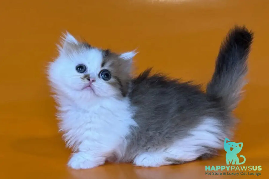 Yomar Munchkin male black golden ticked tabby - live animals