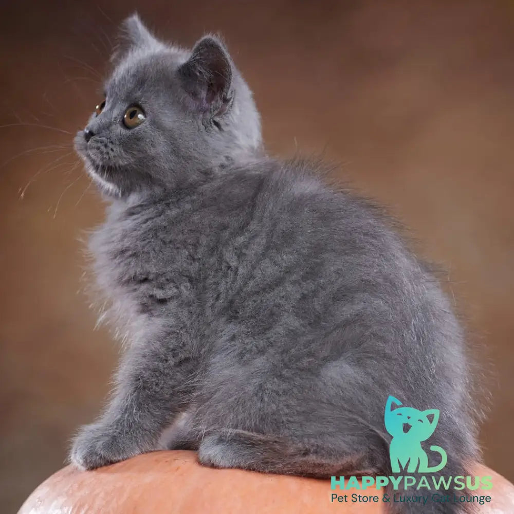 Yorick Scottish Straight male blue - live animals