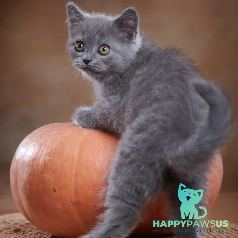 Yorick Scottish Straight male blue - live animals