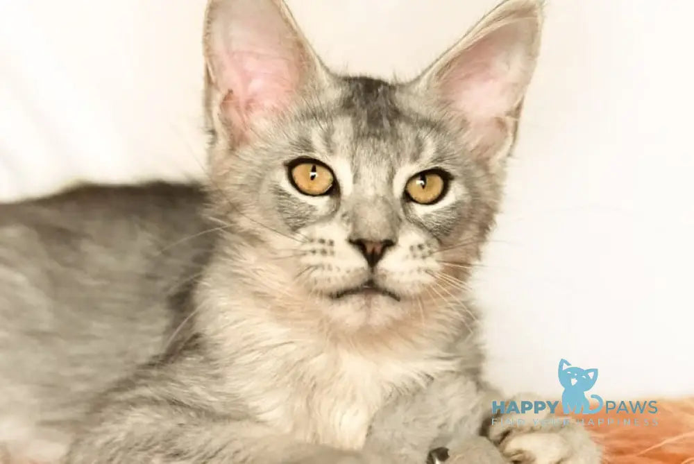 York Maine Coon male black silver ticked tabby live animals