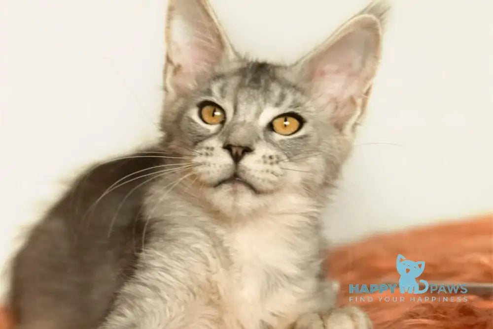 York Maine Coon male black silver ticked tabby live animals