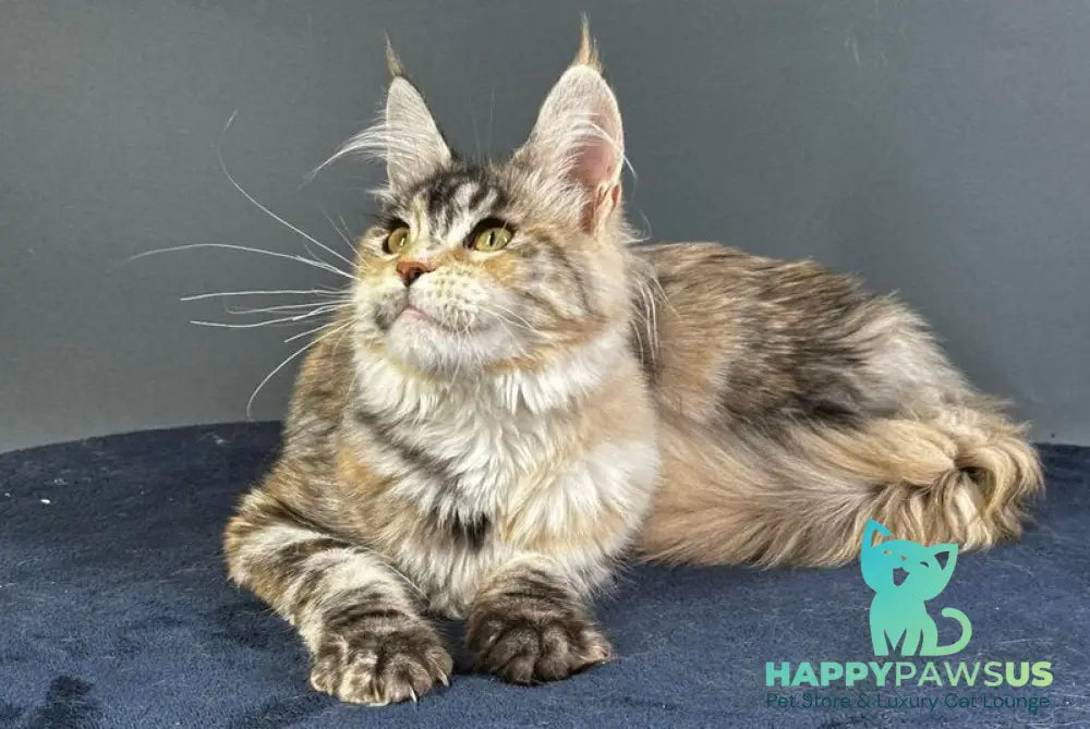 Yosha Maine Coon female black tortie silver tabby with white - live animals