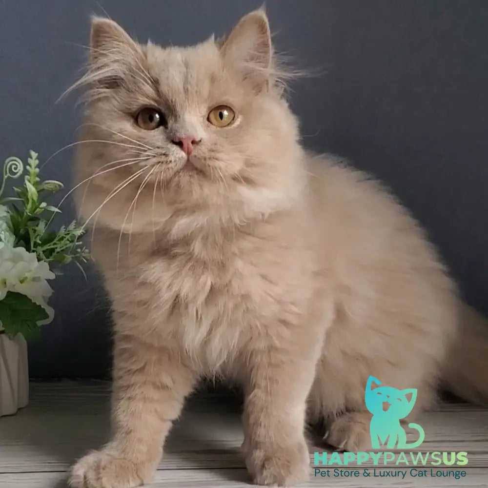 Yoshi British Longhair male fawn - live animals