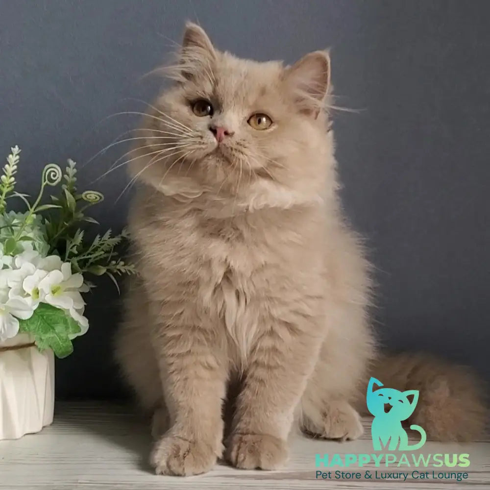 Yoshi British Longhair male fawn - live animals
