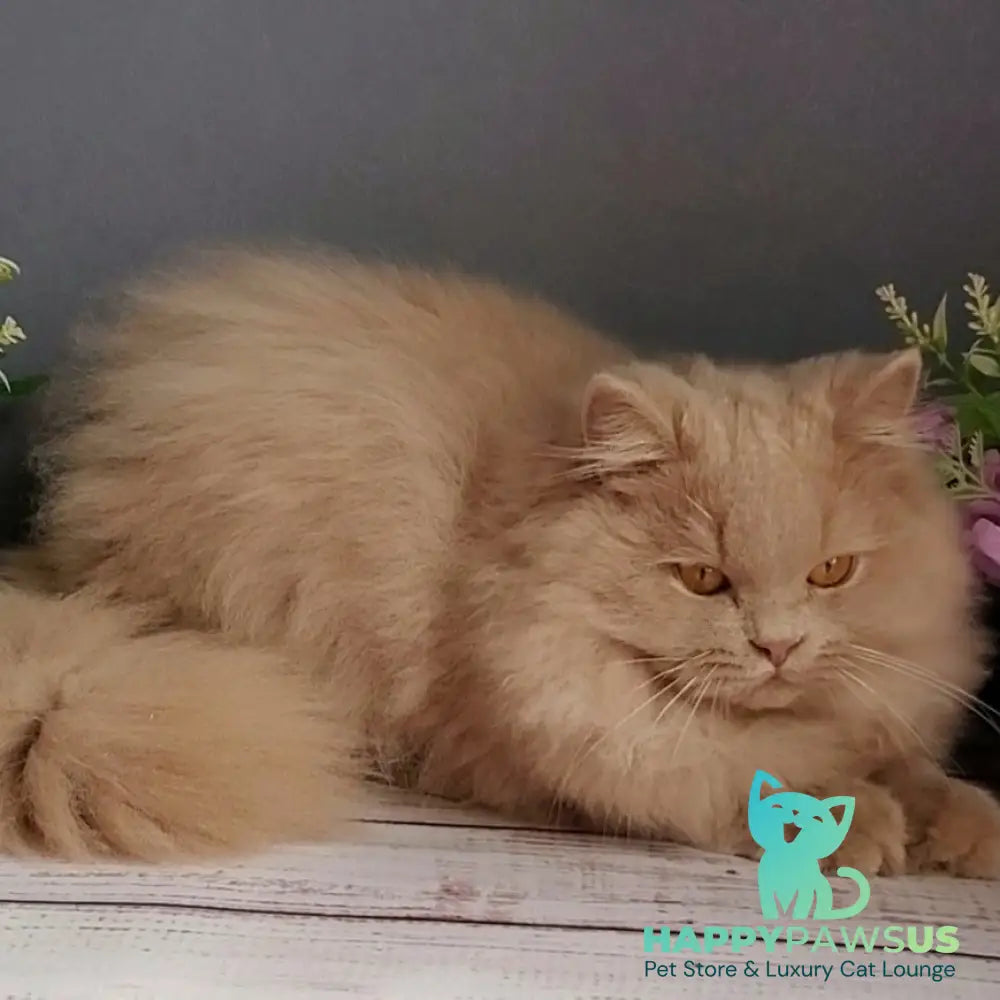 Yoshi British Longhair male fawn - live animals