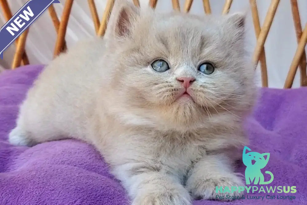 Yoshi British Longhair male fawn - live animals