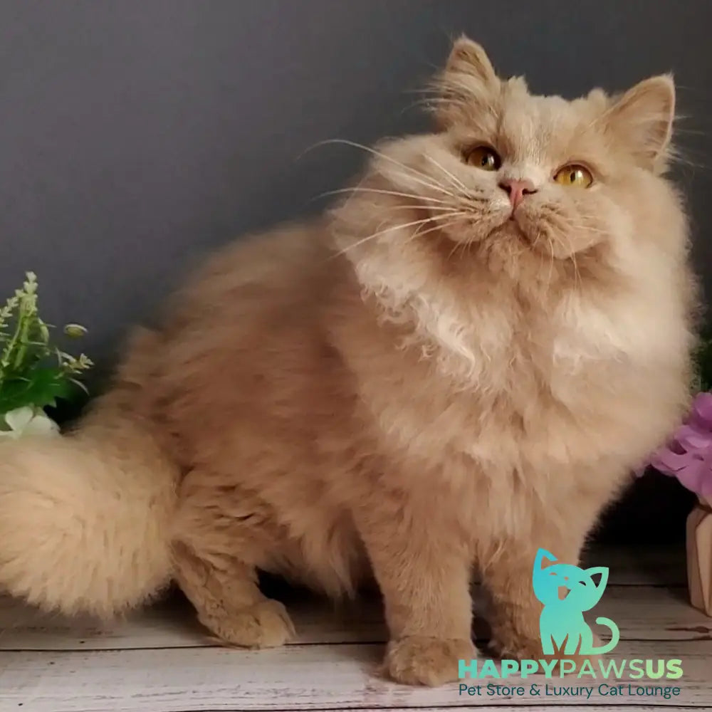 Yoshi British Longhair male fawn - live animals
