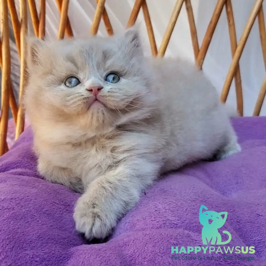 Yoshi British Longhair male fawn - live animals