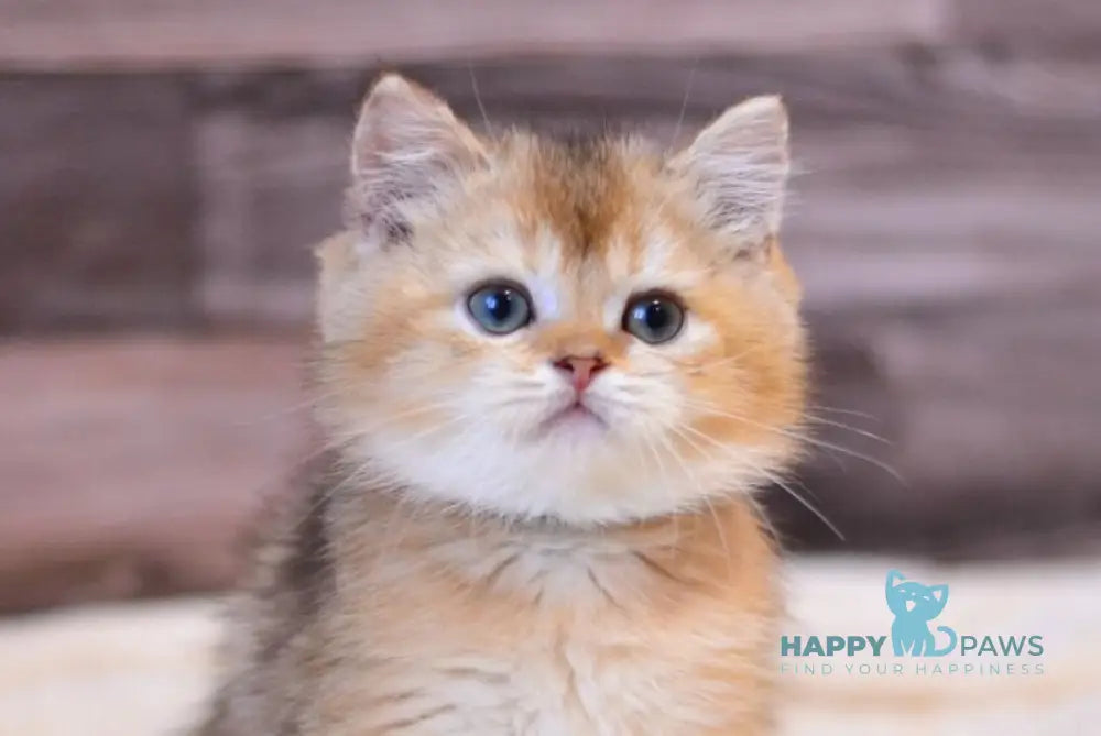 Yoshi British Shorthair male black golden shaded live animals