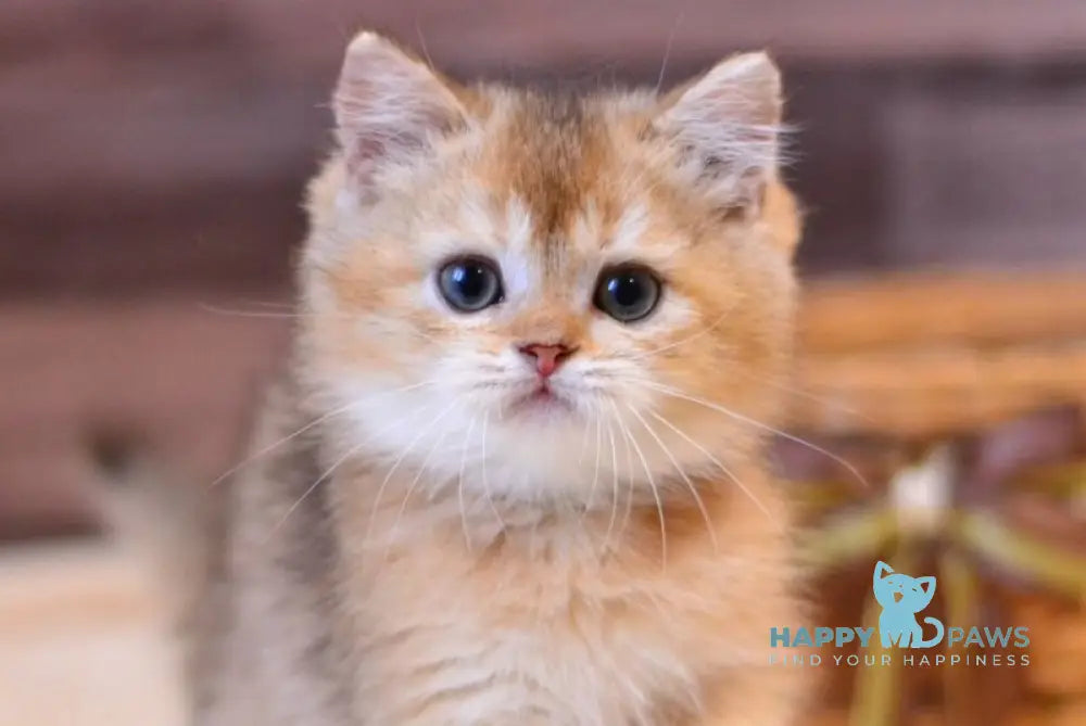 Yoshi British Shorthair male black golden shaded live animals