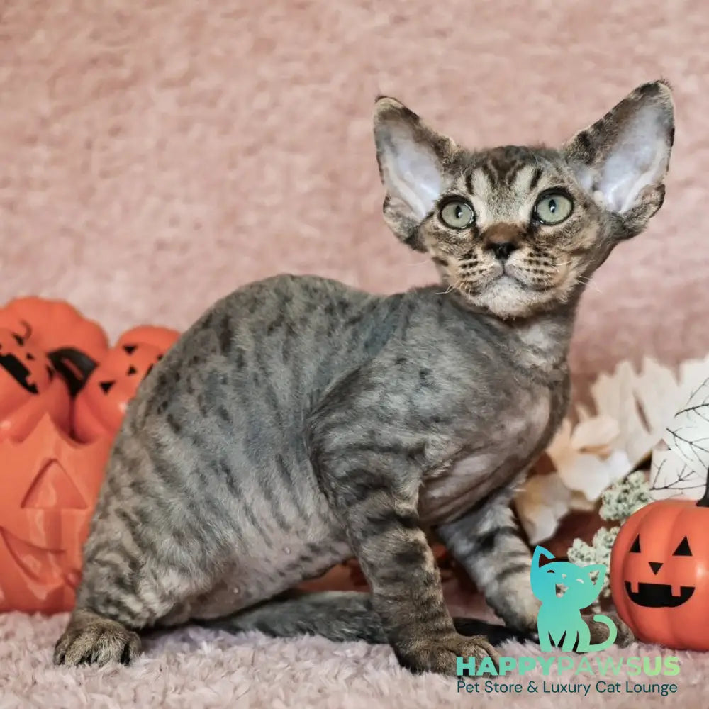 Yoshi Devon Rex male black spotted tabby - live animals