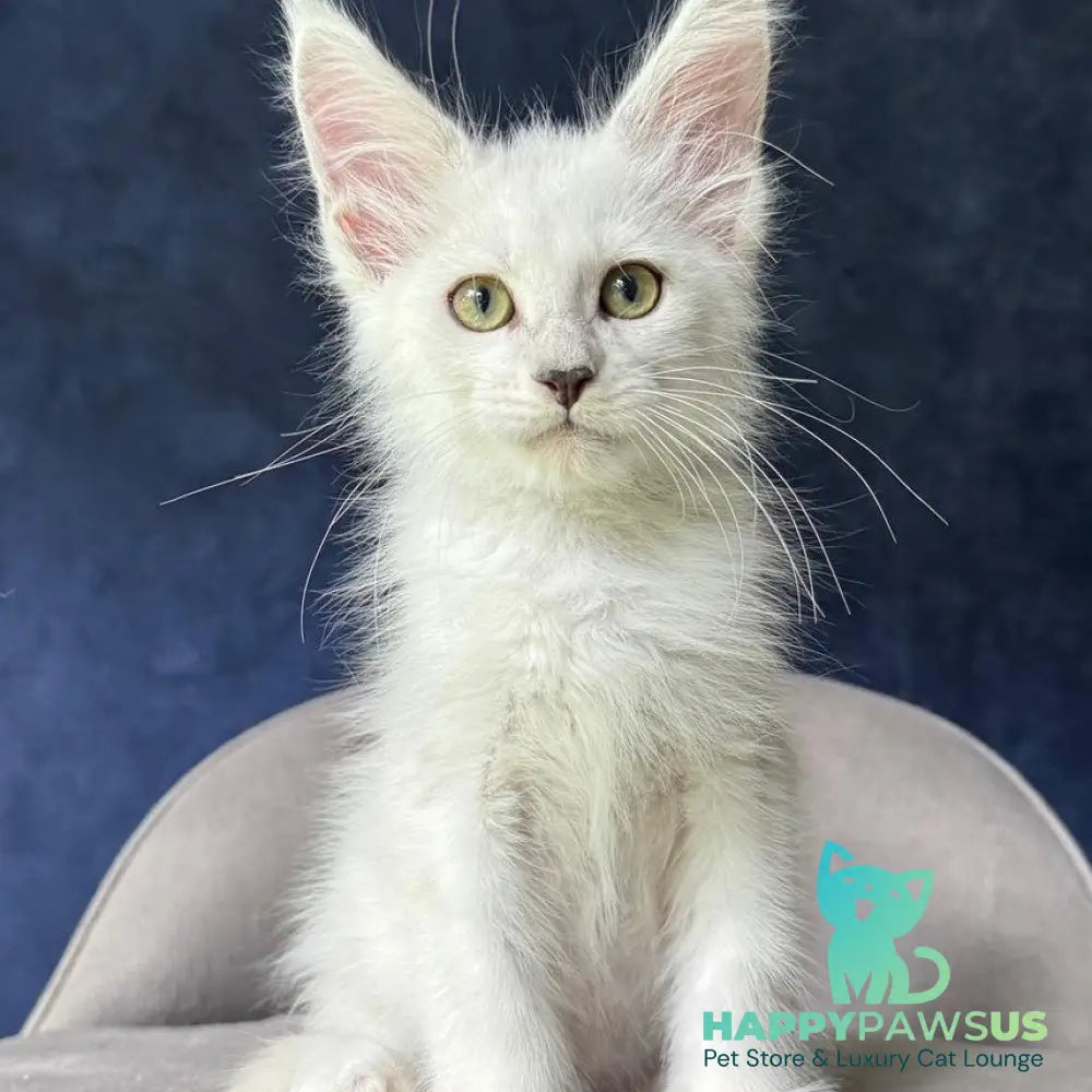 Yoshi Maine Coon male black silver shaded - live animals