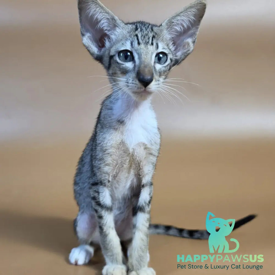 Yoshi Oriental Shorthair male black spotted tabby mitted - live animals