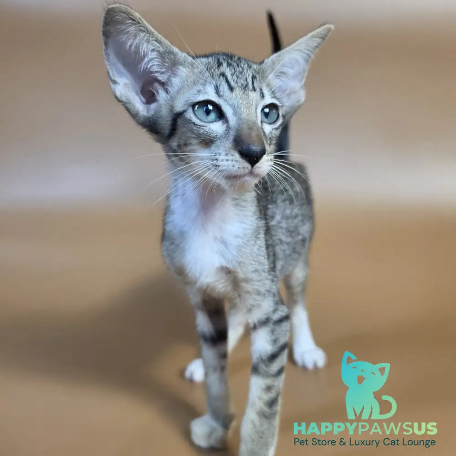 Yoshi Oriental Shorthair male black spotted tabby mitted - live animals