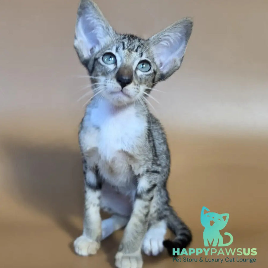 Yoshi Oriental Shorthair male black spotted tabby mitted - live animals