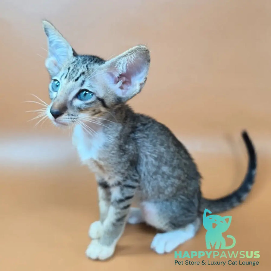 Yoshi Oriental Shorthair male black spotted tabby mitted - live animals