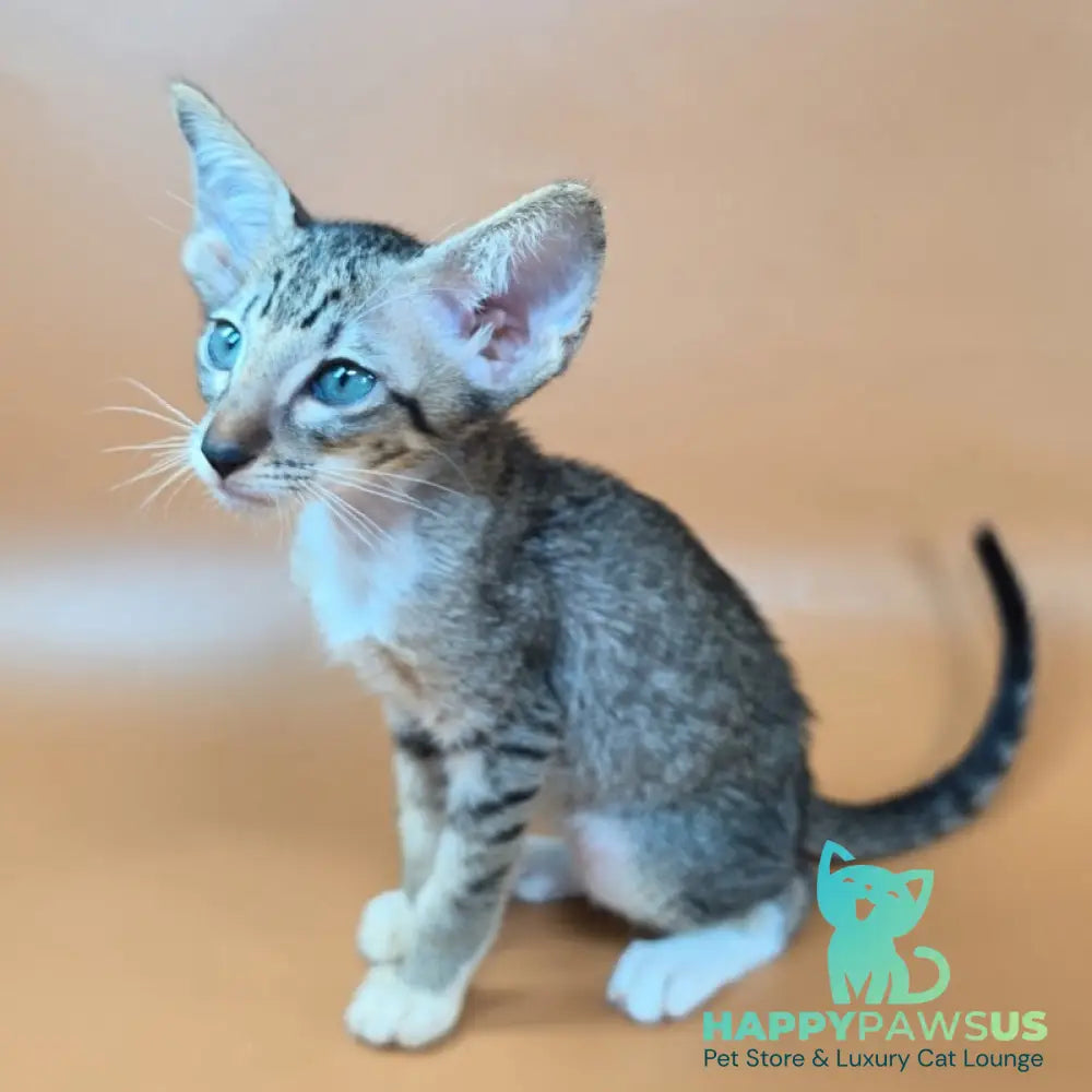 Yoshi Oriental Shorthair male black spotted tabby mitted - live animals