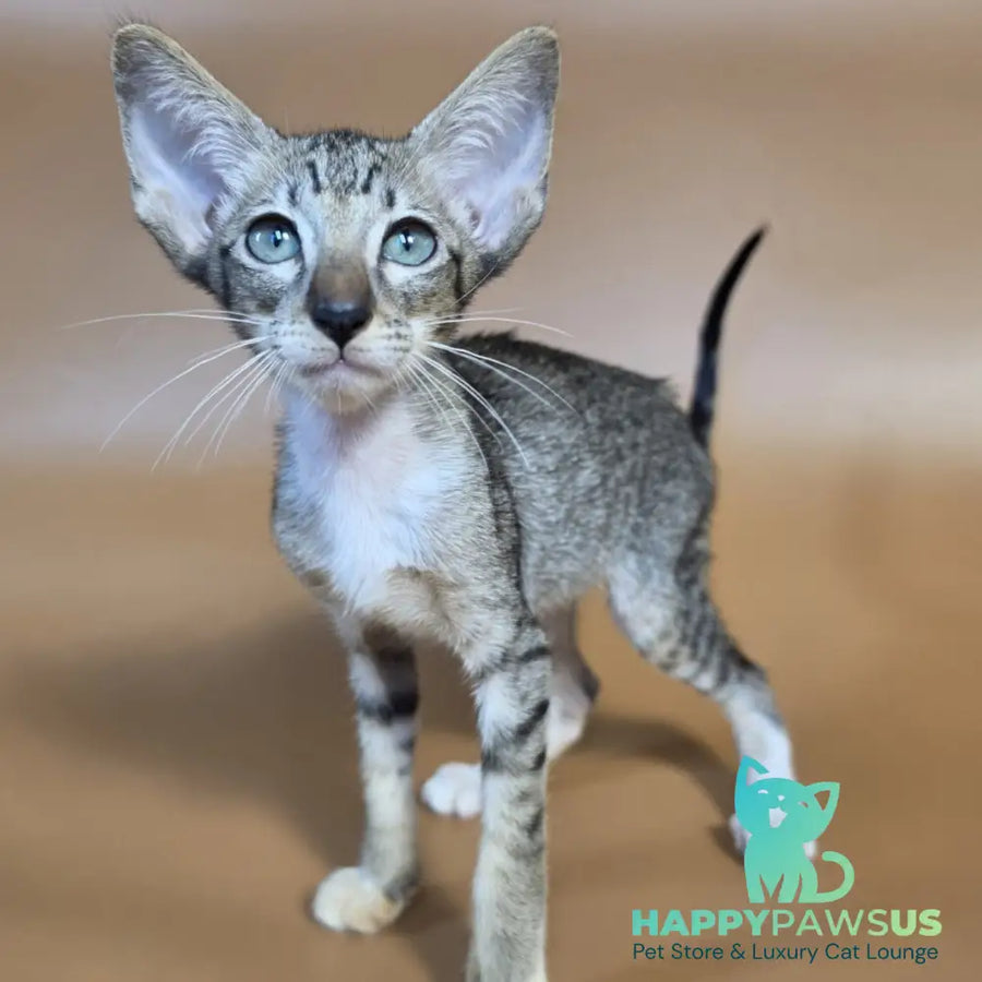 Yoshi Oriental Shorthair male black spotted tabby mitted - live animals