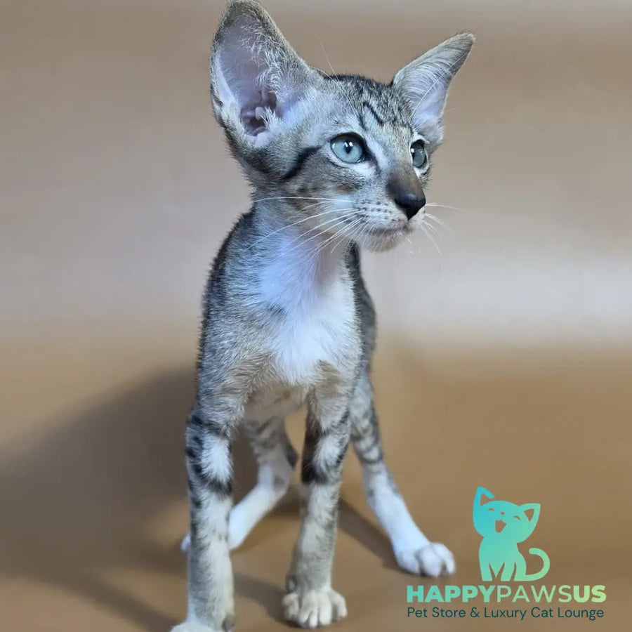 Yoshi Oriental Shorthair male black spotted tabby mitted - live animals