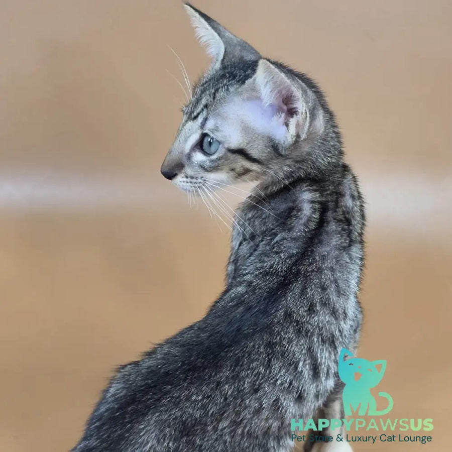 Yoshi Oriental Shorthair male black spotted tabby mitted - live animals