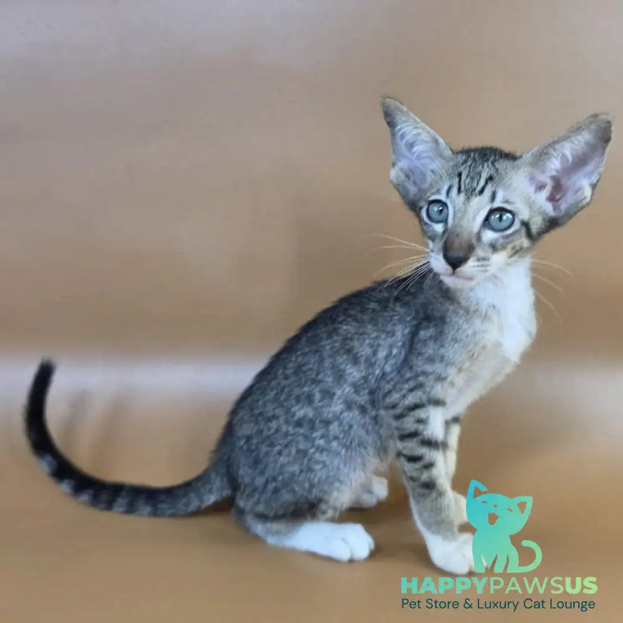 Yoshi Oriental Shorthair male black spotted tabby mitted - live animals