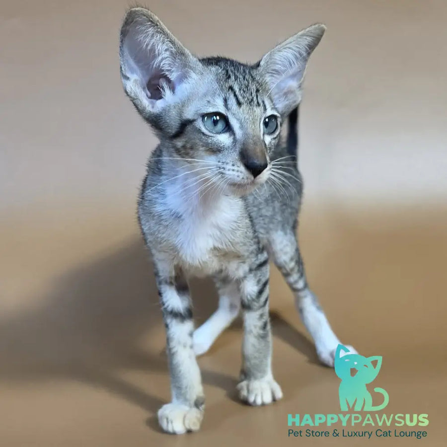 Yoshi Oriental Shorthair male black spotted tabby mitted - live animals