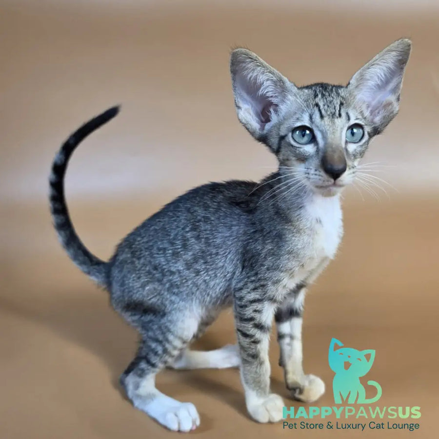Yoshi Oriental Shorthair male black spotted tabby mitted - live animals