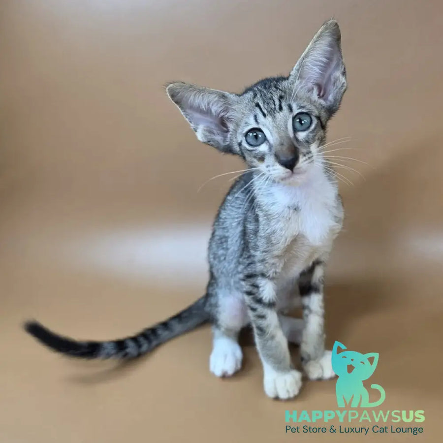 Yoshi Oriental Shorthair male black spotted tabby mitted - live animals