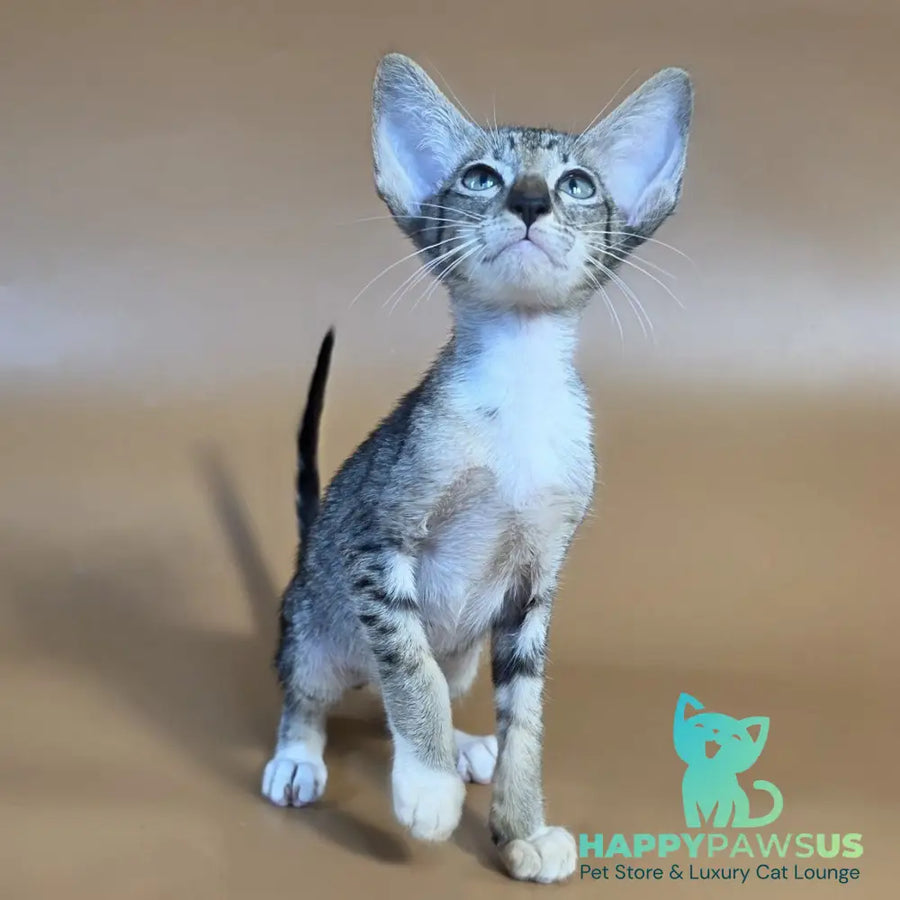 Yoshi Oriental Shorthair male black spotted tabby mitted - live animals