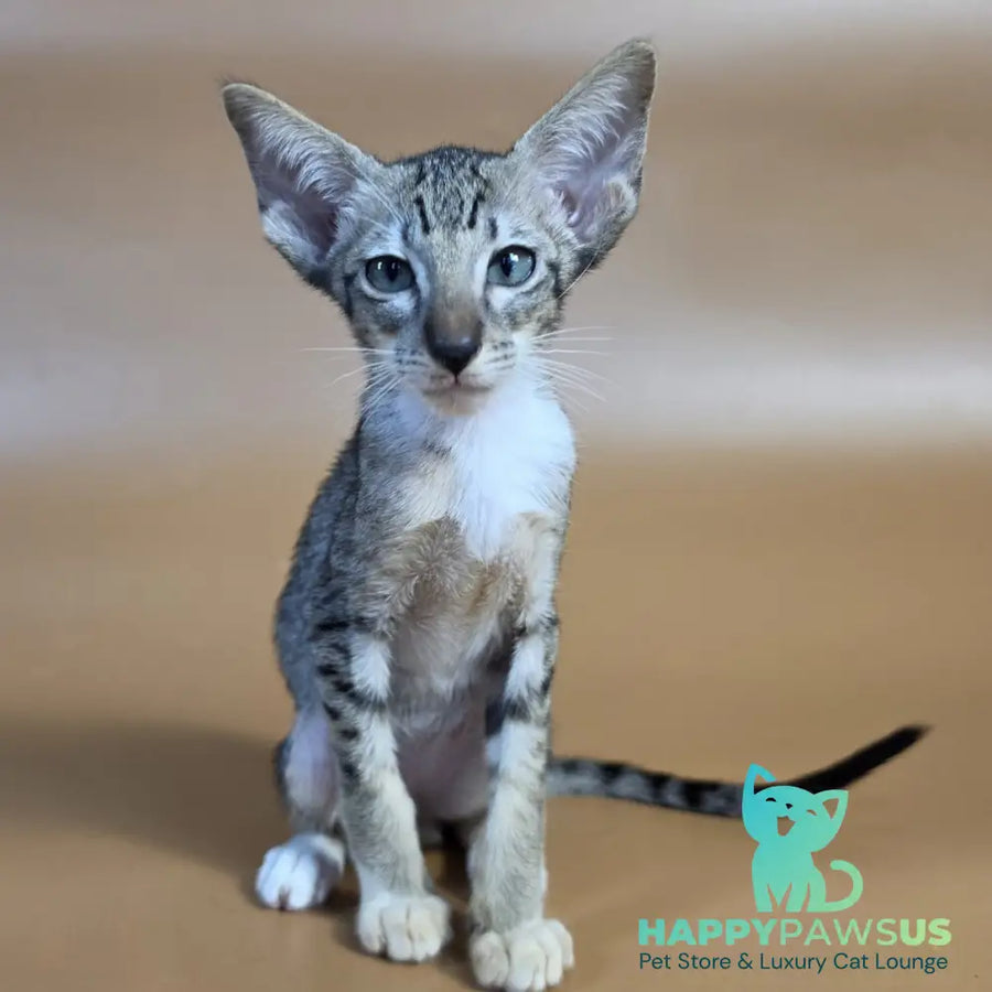 Yoshi Oriental Shorthair male black spotted tabby mitted - live animals
