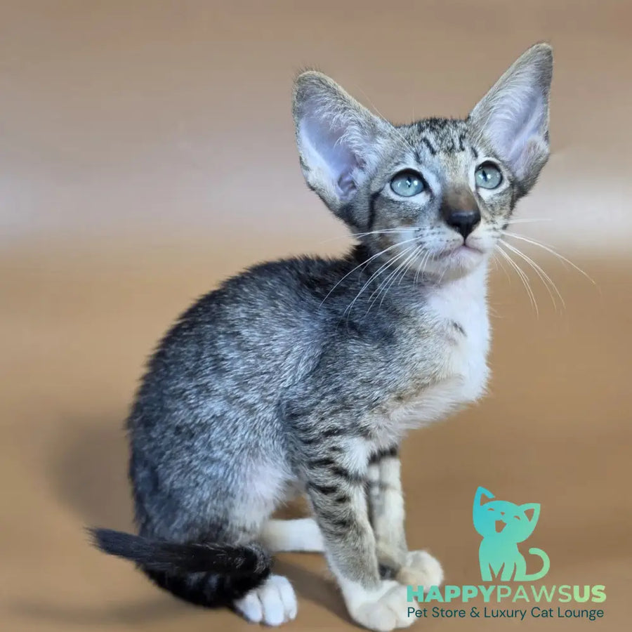 Yoshi Oriental Shorthair male black spotted tabby mitted - live animals