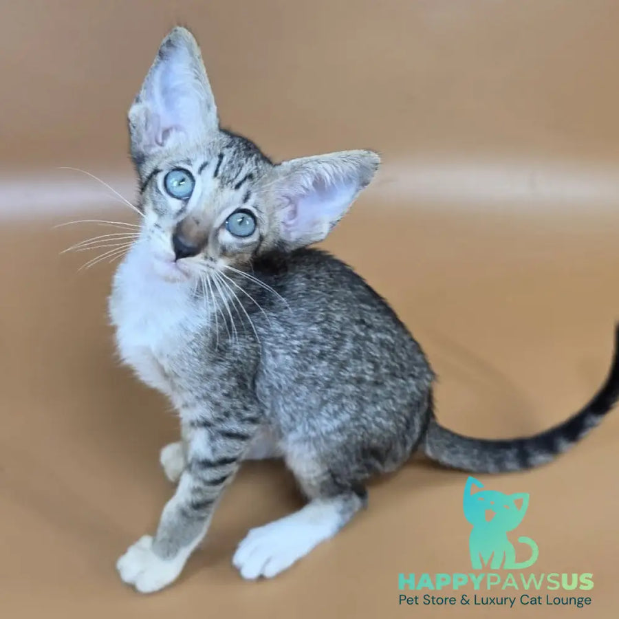 Yoshi Oriental Shorthair male black spotted tabby mitted - live animals