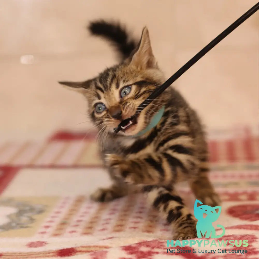 Yousuf Bengal male black spotted tabby - live animals
