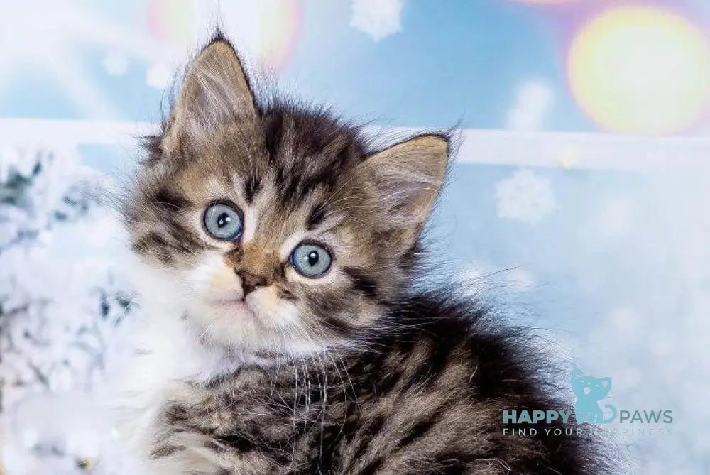 Youtube Siberian male black bicolour spotted tabby live animals