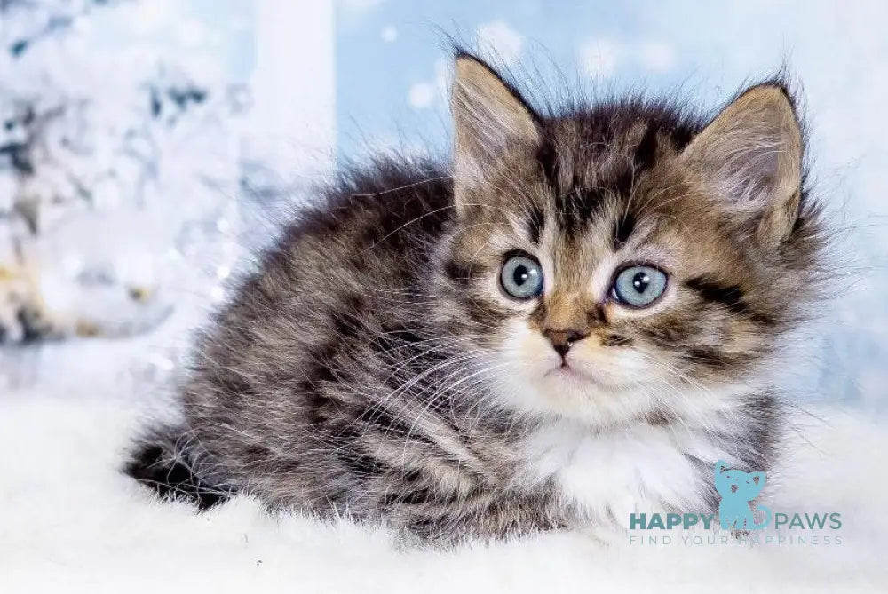 Youtube Siberian male black bicolour spotted tabby live animals