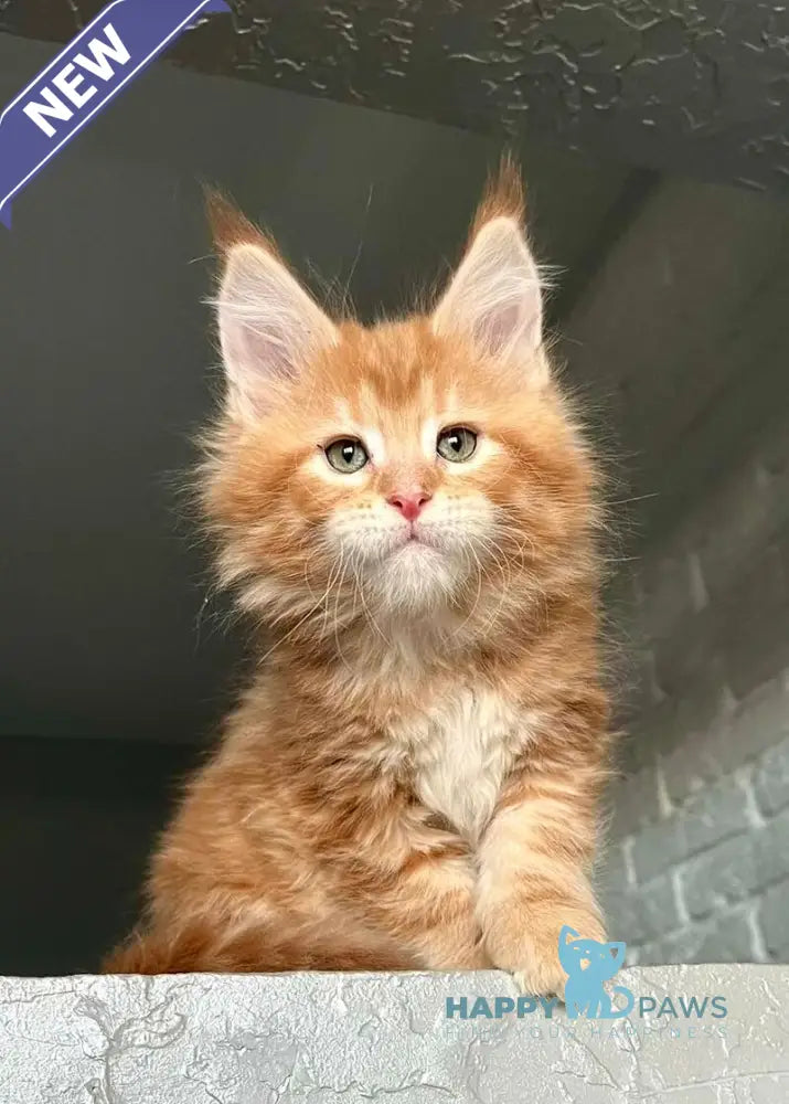 Yrkhan Maine Coon male red tabby - live animals