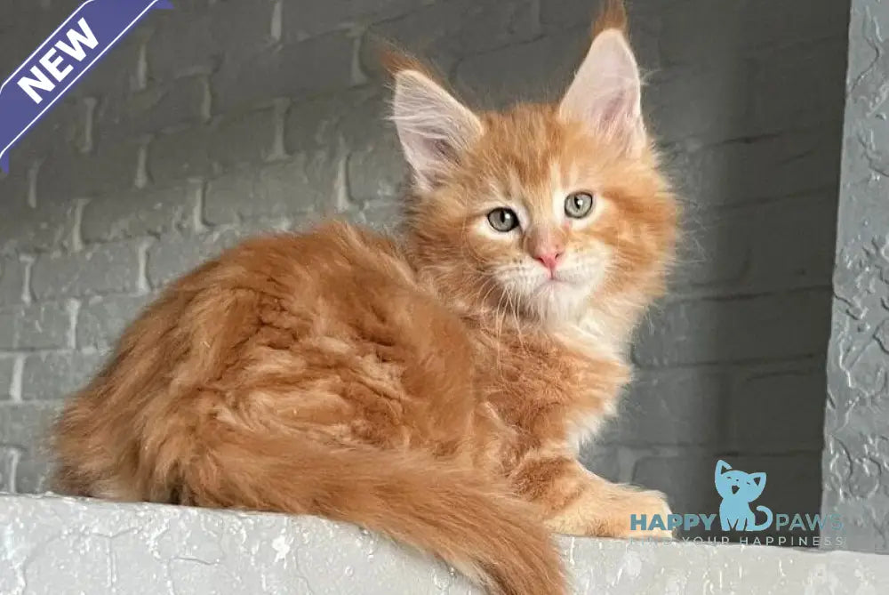 Yrkhan Maine Coon male red tabby - live animals