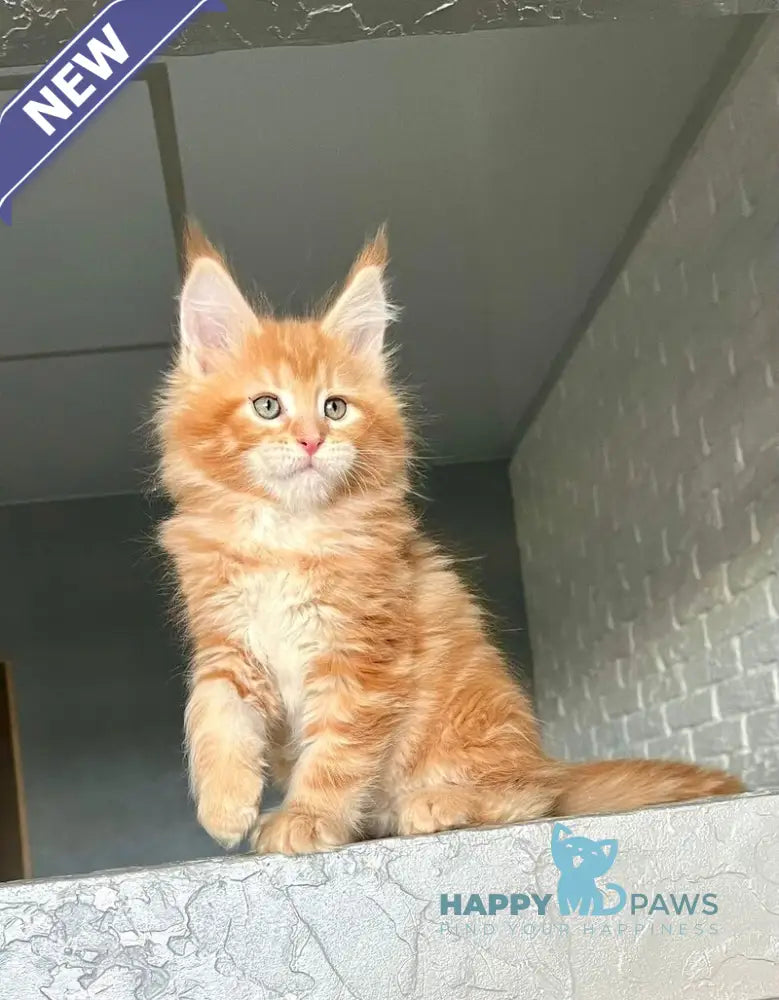 Yrkhan Maine Coon male red tabby - live animals